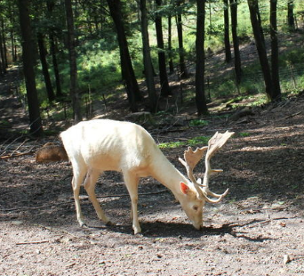 White Albino Fallow Buck