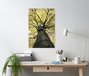 Treetop from Below Poster Designed by stine1